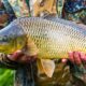 Jenis ikan yang cocok untuk budidaya