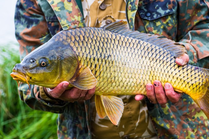 Jenis ikan yang cocok untuk budidaya