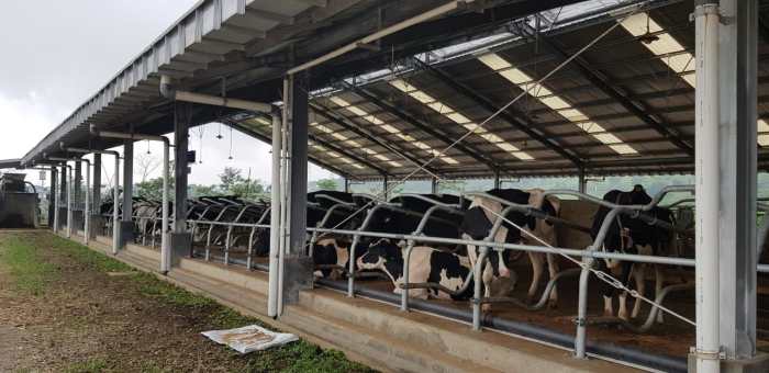 Teknologi peternakan sapi modern