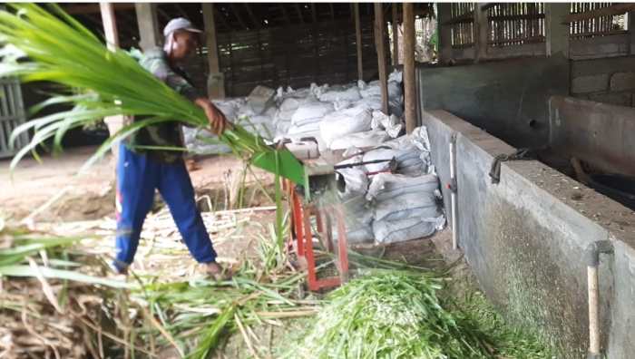 Pemilihan pakan hijauan terbaik untuk kambing