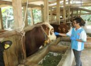 Pengembangan Peternakan Skala Industri Di Indonesia