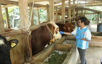 Peternakan ternak biologi bidang hewan consulting hasil