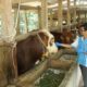 Peternakan ternak biologi bidang hewan consulting hasil