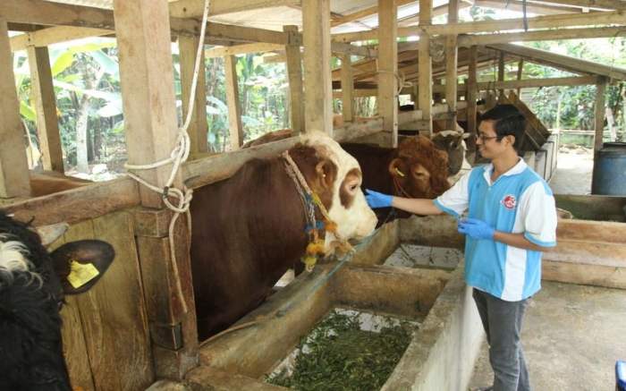 Peternakan ternak biologi bidang hewan consulting hasil Peternakan ternak biologi bidang hewan consulting hasil