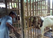 Manajemen Kandang Kambing Yang Efisien
