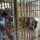 Manajemen kandang kambing yang efisien