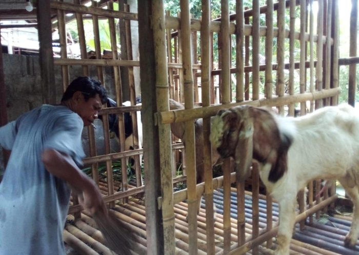 Pelatihan Ternak Kambing Sukses Dan Modern