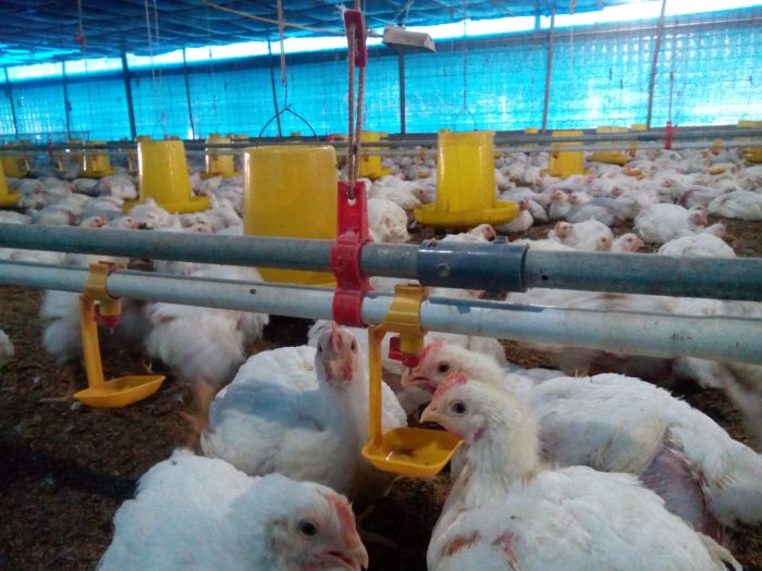 Keuntungan ternak ayam broiler