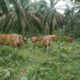 Sapi sawit integrasi terus dorong pengembangan kementan populasi tingkatkan ternak kembangkan perkebunan melakukan