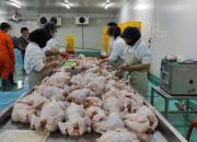 Kualitas Daging Ayam Broiler