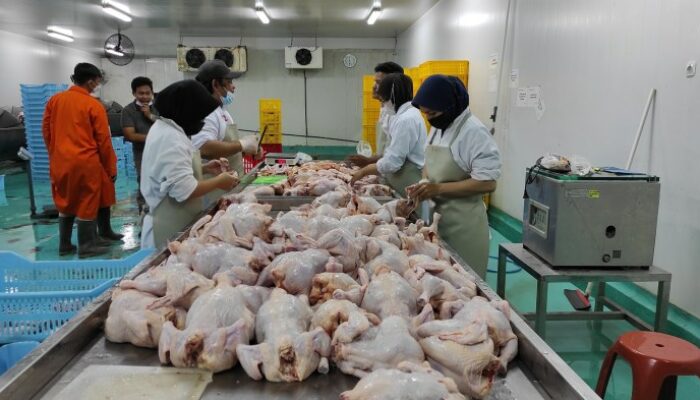 Kualitas Daging Ayam Broiler