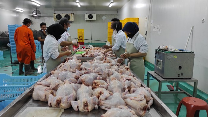 Kualitas daging ayam broiler