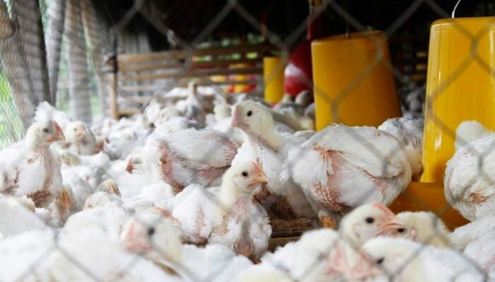 Sistem All In All Out Broiler