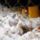 Teknik pemeliharaan ayam broiler