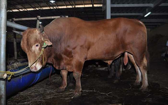 Teknik seleksi bibit sapi unggul