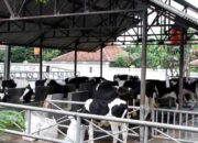 Sistem Kandang Sapi Modern