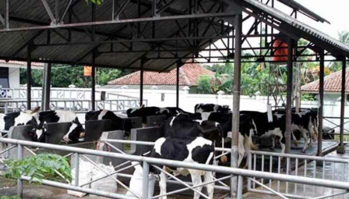 Sistem Kandang Sapi Modern