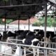 Sistem kandang sapi modern