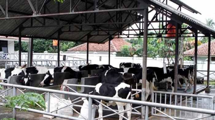 Sistem kandang sapi modern