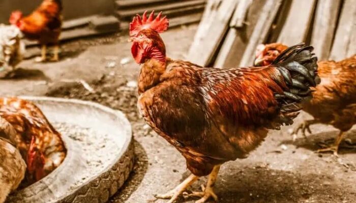 Rekomendasi Vitamin Dan Mineral Untuk Ayam Petelur
