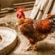 Strategi efisiensi pakan pada ayam petelur