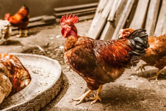 Strategi efisiensi pakan pada ayam petelur