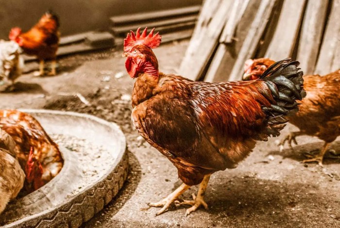 Peran kalsium dalam pakan ayam petelur