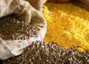 Manajemen Pakan Unggas Petelur Agar Produksi Maksimal