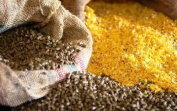 Manajemen Pakan Unggas Petelur Agar Produksi Maksimal