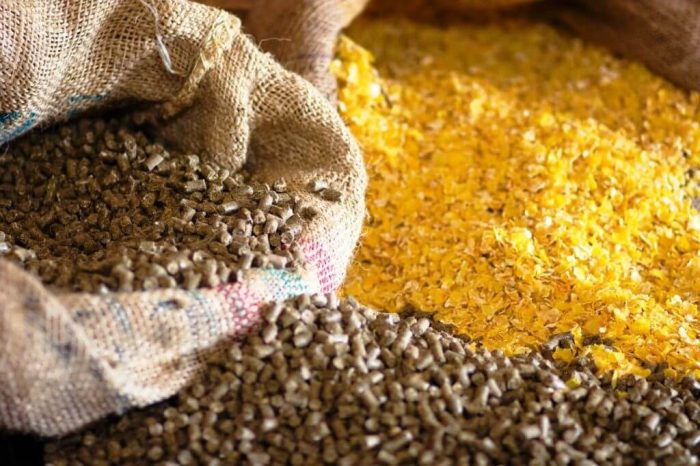 Evaluasi bahan baku pakan ayam petelur