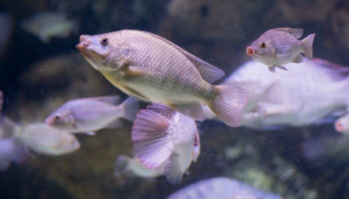 Budidaya Ikan Untuk Pemula