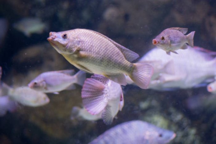 Mengenal Jenis Ikan Air Tawar Endemik Indonesia yang Bisa Dikonsumsi ... Mengenal Jenis Ikan Air Tawar Endemik Indonesia yang Bisa Dikonsumsi ...