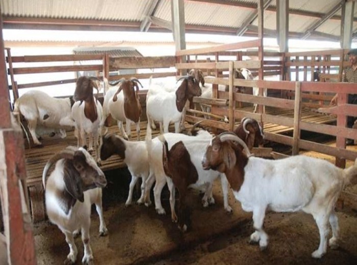 Cara memilih bibit kambing unggulan