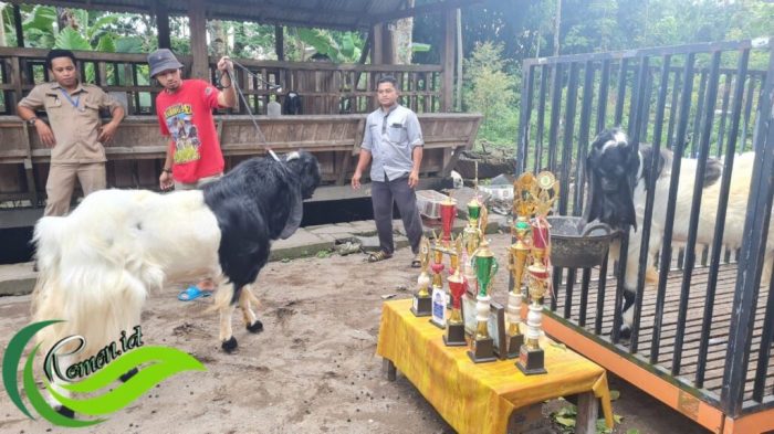 Peluang usaha kambing etawa