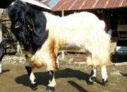 Kambing Etawa Skala Rumahan