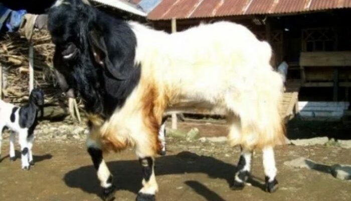 Kambing Etawa Skala Rumahan