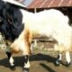 Kambing etawa skala rumahan