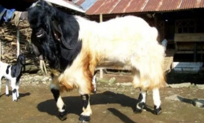 Kambing etawa skala rumahan