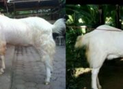 Kambing Etawa Ras Senduro