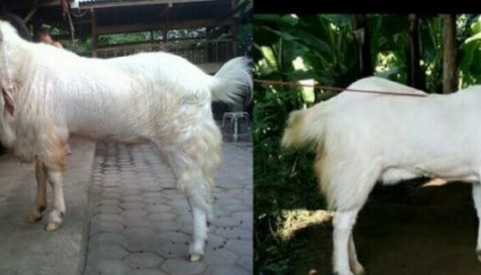 Kambing Etawa Ras Senduro