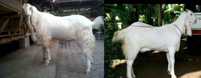 Kambing etawa ras Senduro