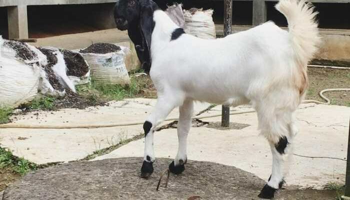 Kambing Etawa Jantan Dan Betina