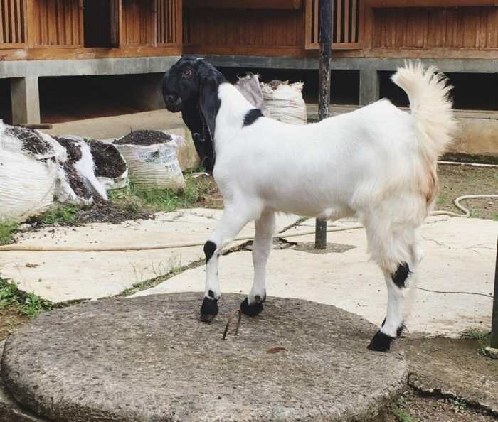 Harga Kambing Etawa