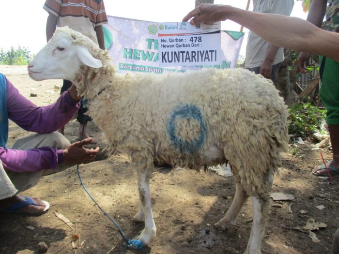 Tips ternak kambing untuk qurban