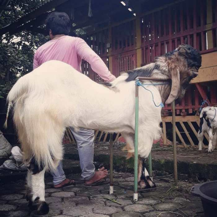 Distributor etawa kambing