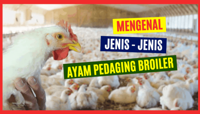 Beda Ayam Broiler Dan Ayam Neger