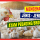 Beda ayam broiler dan ayam neger