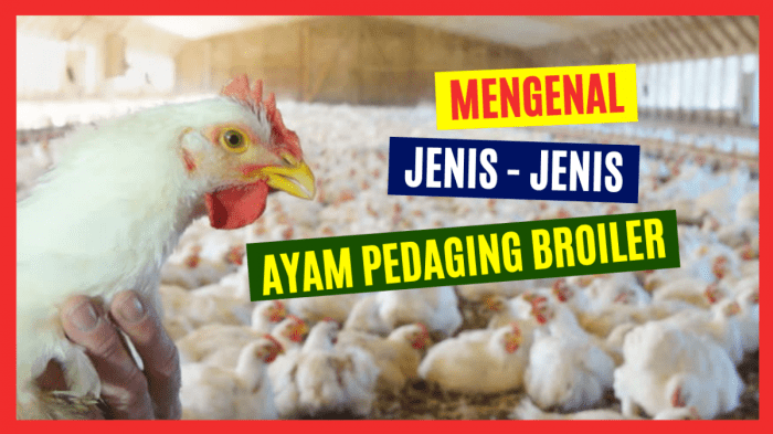Beda ayam broiler dan ayam neger