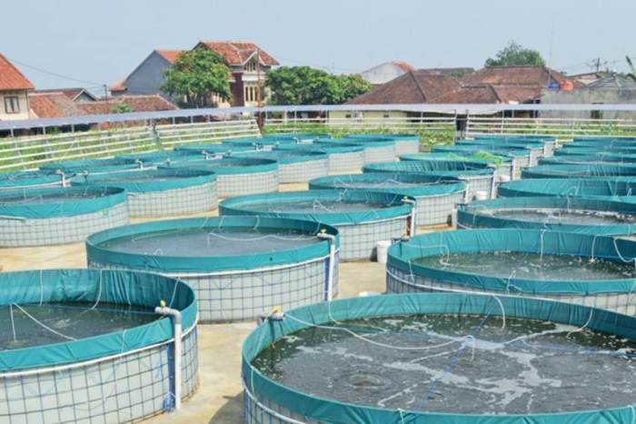 Budidaya ikan di drum plastik