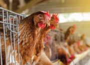 Analisis Biaya Pakan Dalam Usaha Ayam Petelur
